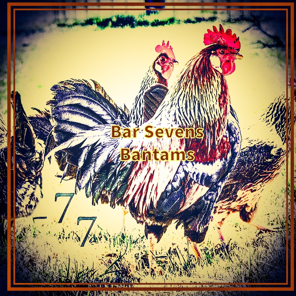 9 Light Brown Leghorn Eggs